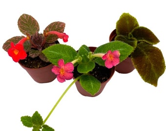 Flame Violet, Episcia Cupreata Assortment Set 2 inch pots 3 Different Velvet Plants, Tiny Mini Pixie Plant