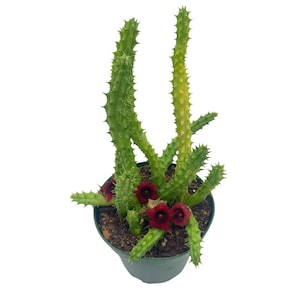 May include: A green cactus plant with long, spiky stems and red flowers in a green pot.