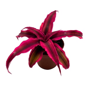 Cryptanthus Bivittatus, 2 inch, Red Star Bromeliad, starfish plant, bright pink