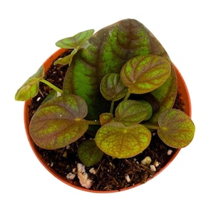 May include: A small potted plant with round, green leaves with brown spots. The plant is in a terracotta pot.