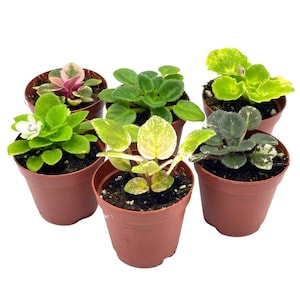 May include: Six small potted African violet plants in brown pots. The plants have different colored leaves, including green, white, and pink.