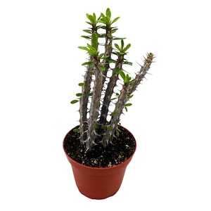 Madagascar Ocotillo (Madigascan) African Alluaudia procera, 4 inch White Cactus