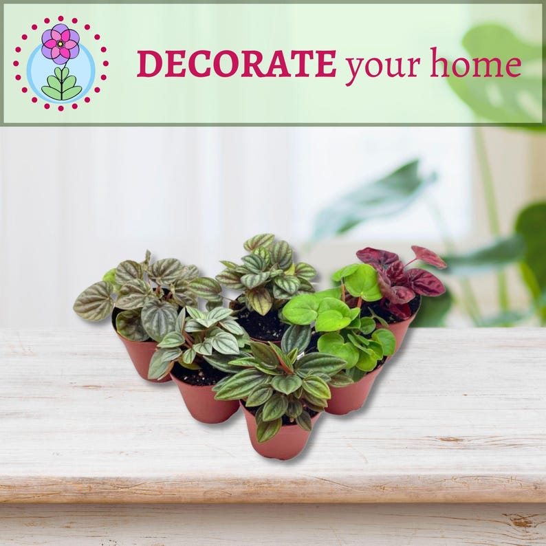 BubbleBlooms Peperomia Assortment - Thumbnail 2