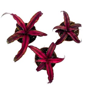 May include: Three potted bromeliad plants with dark red, almost burgundy, leaves. The plants are arranged in a triangular pattern.
