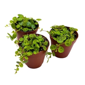 May include: Three small potted plants with green leaves. The plants are in brown pots and have a trailing vine.