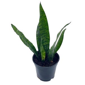 Planta serpiente abigarrada, 4 pulgadas, Dracaena trifasciata verde, Lengua de vaca, Lengua de suegra