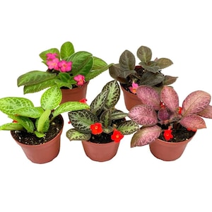 May include: Five small potted plants with pink and red flowers. The plants have green, dark green, and purple leaves.