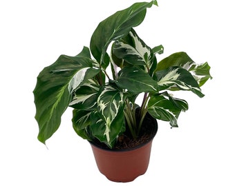 Calathea White Fusion, 4 inch, Rare Variegated Prayer Plant, Cathedral Plant, Green and White