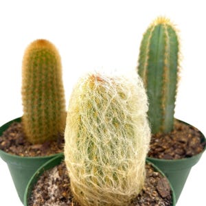 May include: Three potted cacti against a white background. The cacti vary in shape and texture, with one covered in soft, white hair-like spines. The other two are green with yellow tips. The pots are a dark green color.