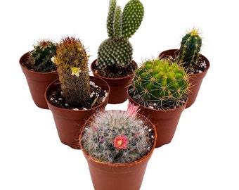 Mini Cacti Assortment, Tiny Cactus Set, Bunny Ears, Old Man, Pink eves pin Needle, Easter Lily, Barrel, 6 Different Cacti in 2 inch pots,