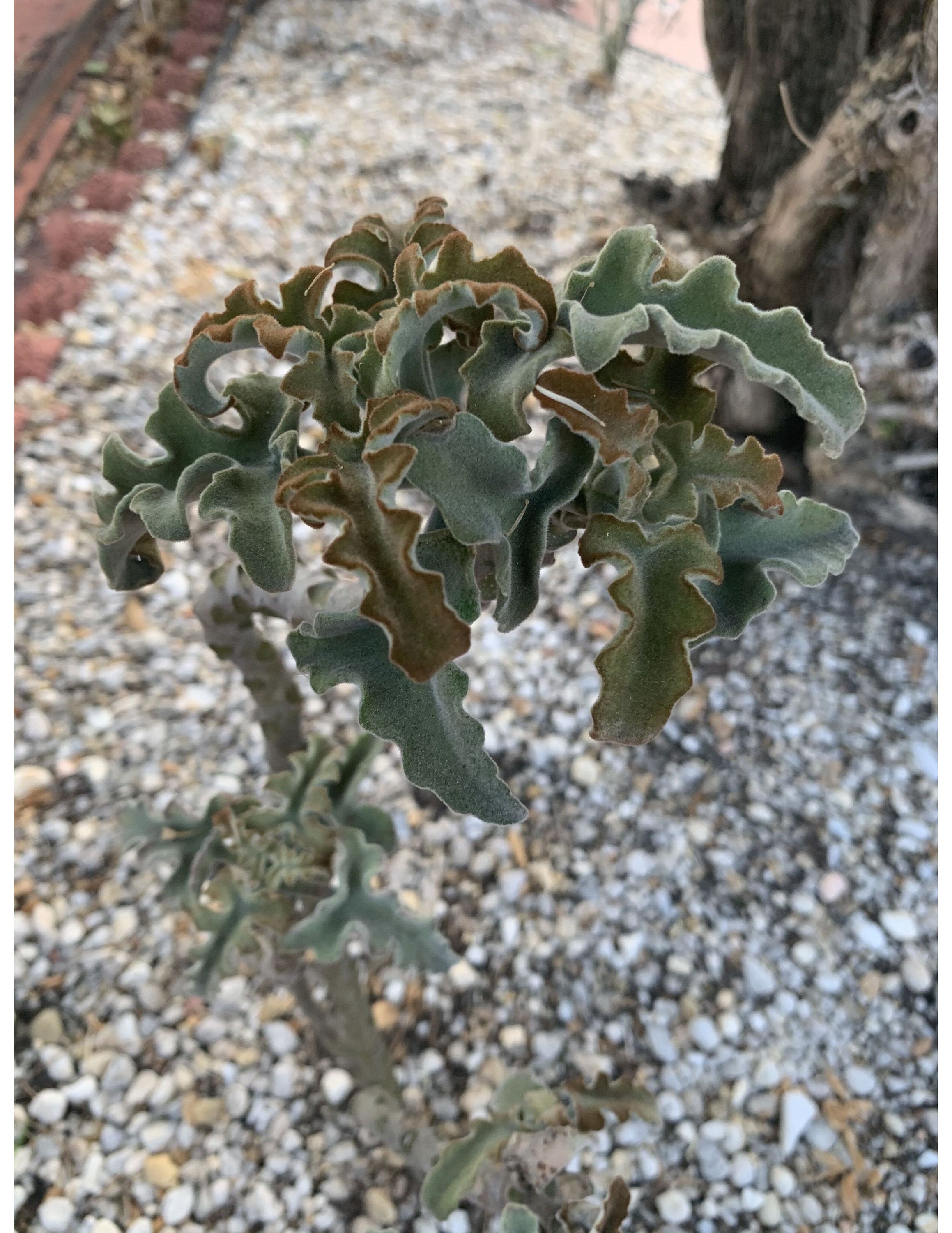 Kalanchoe Feltbush Felt bush Velvet elephant ear Etsy