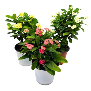 May include: Three potted plants with vibrant blooms. One plant features yellow flowers, another has pink flowers, and the third displays white flowers. The plants have green leaves and are in black and white pots, creating a colorful display.