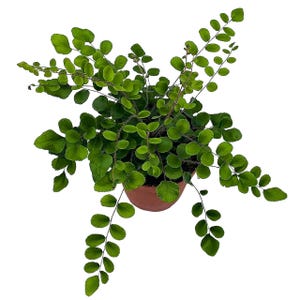 Button Fern, 4 inch, Pellaea rotundifolia