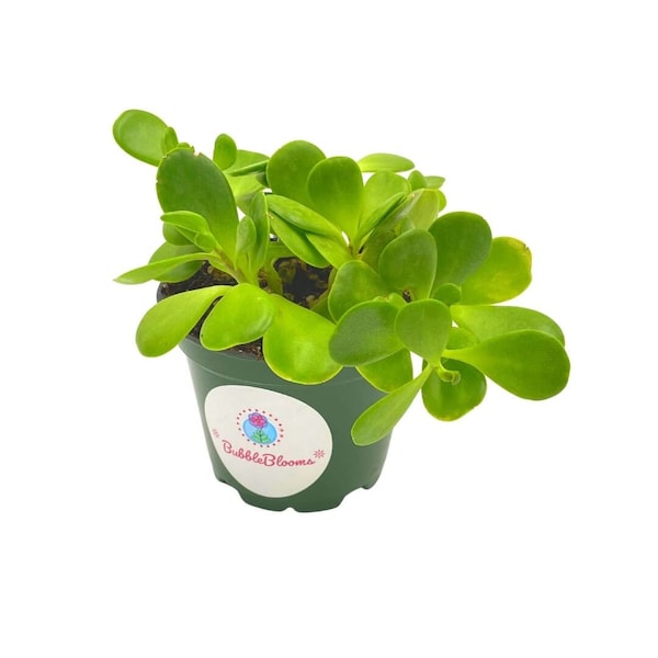 Jade Plant / 4 inch Crassula ovata/Friendship Plant, Money Plant, Silver Dollar Plant/Dwarf Jade/Miniature Golden Jade Tree