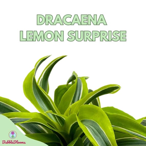 4" Dracaena Lemon Surprise
