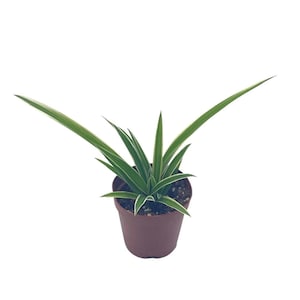 May include: A small green spider plant in a brown pot. The plant has long, thin leaves with white stripes.