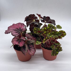 BubbleBlooms Harmony's Begonia Rex Assortment, Warm Colorful Summer, 4 inch, Set of 3, Painted-Leaf Begonia, Unique Homegrown Exclusive,