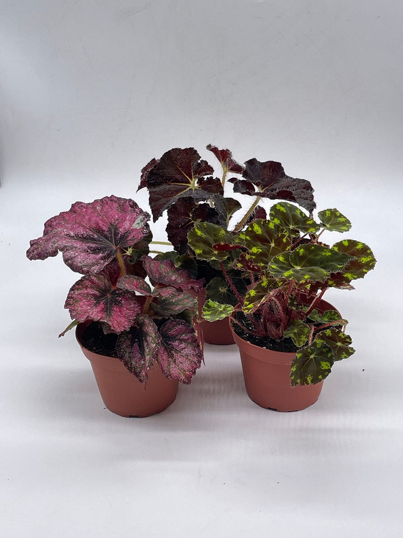 BubbleBlooms Harmony's Begonia Rex Assortment, Warm Colorful Summer, 4 inch, Set of 3, Painted-Leaf Begonia, Unique Homegrown Exclusive,