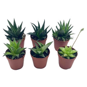 Haworthia Variety Assortment, 6 Different Haworthia Plants, in 2 inch pots, Super Cute, Best Gift, Plant Collection Set, Variety Bundle