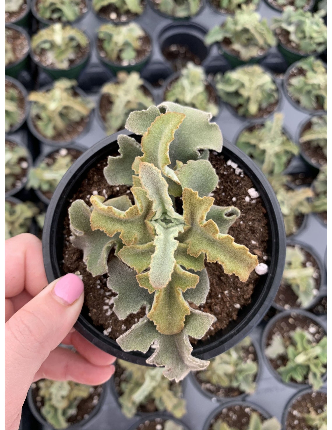 Kalanchoe Feltbush Felt bush Velvet elephant ear Etsy