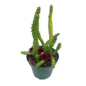 Huernia Red Dragon Stapelia Cactus/Huernia penzigii, in 4 inch Pot