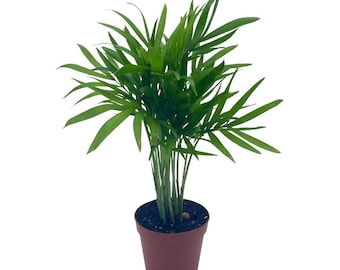 Bamboo Palm, Palma Areca, Reed Palm Clustered Parlor Palm, Cane Palm, Chamaedorea seifrizii, Mini Bamboo Palm Tree, Bamboo Palm Plant