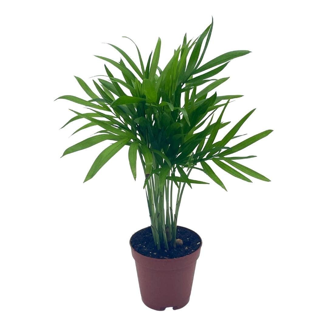 black majesty philodendron Philodendron Black Majesty - Planta Tropical Hojas Oscuras