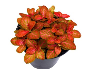 Red Fittonia Albivenis Nerve Plant, 4 inch, Silver Net Leaf, Mosaic Jewel Creeping Indoor Plant verschaffeltii