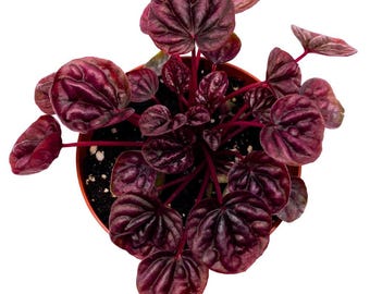 Peperomia Schumi Red 4 inch Bright Red Ripple Pep Caperata