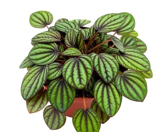 Peperomia Piccolo Banda 4 inch Peacock Peperomia albovittata