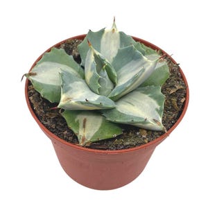 May include: A small potted agave plant with white and green variegated leaves. The plant is in a brown plastic pot.