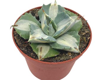 Agave Potatorum Cubic Variegated - アガベ ポタトラム キュービック