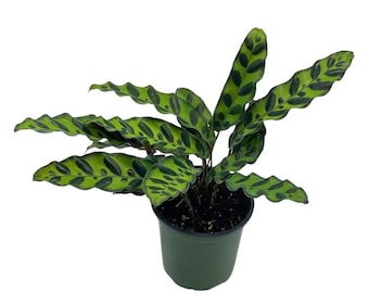 Calathea Lancifolia, Rattlesnake, Prayer Plant, Rattle snake , 4 inch pot