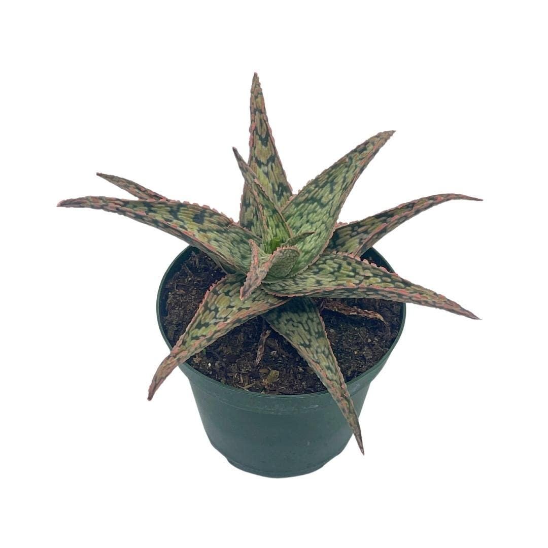 Aloe rauhii \'Super Snow Whight\' スーパースノーホワイト ビッグサイズ サボテン サンスベリア アロエ Aloe Aloe rauhii \'Super Snow Whight\' スーパースノーホワイト ビッグサイズ サボテン サンスベリア アロエ Aloe