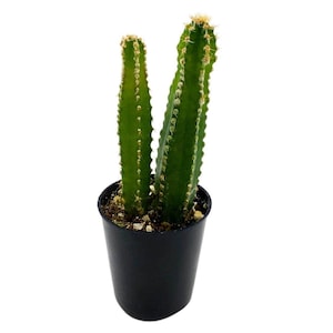 May include: A green cactus plant with two stems growing in a black plastic pot. The cactus has small spines and is a popular houseplant.