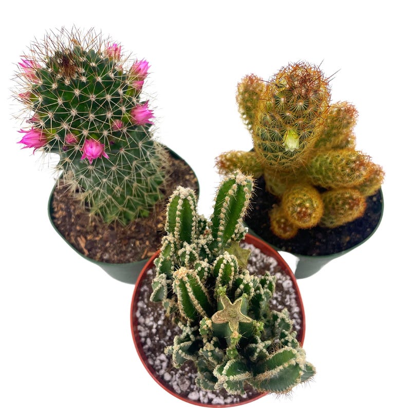 BubbleBlooms Cactus Assortment - Thumbnail 3
