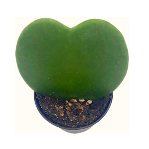 Green Hoya Kerrii Heart / Original Sweetheart Plant / Mothers day plant / Hoya Plant / Heart Shaped Succulent / Heart Hoya / Live Plant Rare