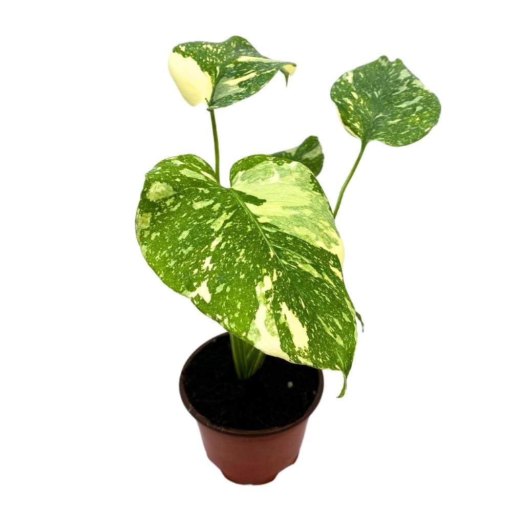 Monstera Thai Constellation  4" Potted Variegated Houseplant | Rare Plant | Easy-Care Indoor Plant | Perfect for Home Decor | Planteia