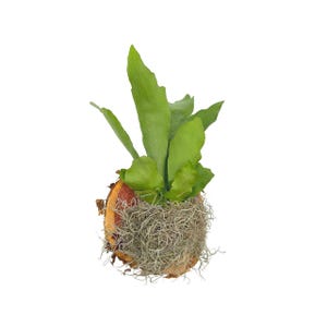 May include: A green staghorn fern plant growing in a round, brown, wooden planter with a layer of gray moss.