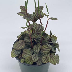 Peperomia Piccolo Banda, albovittata,4 inch Pot, Rare Mixed Frost peperomia