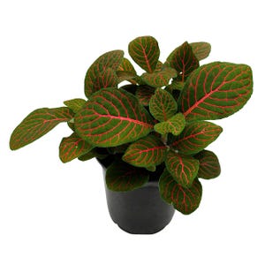 May include: A potted Fittonia plant with vibrant green leaves and striking red veins. The plant is in a black plastic pot, showcasing the intricate patterns of the foliage. The plant is a houseplant, adding a touch of nature to any indoor space.