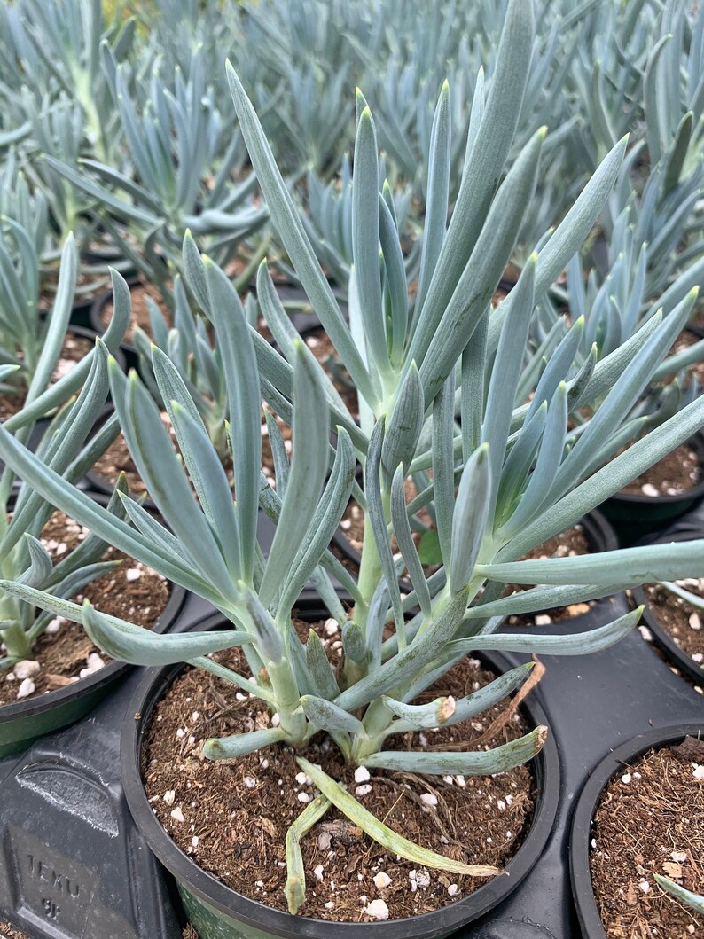 curio repens curio repens