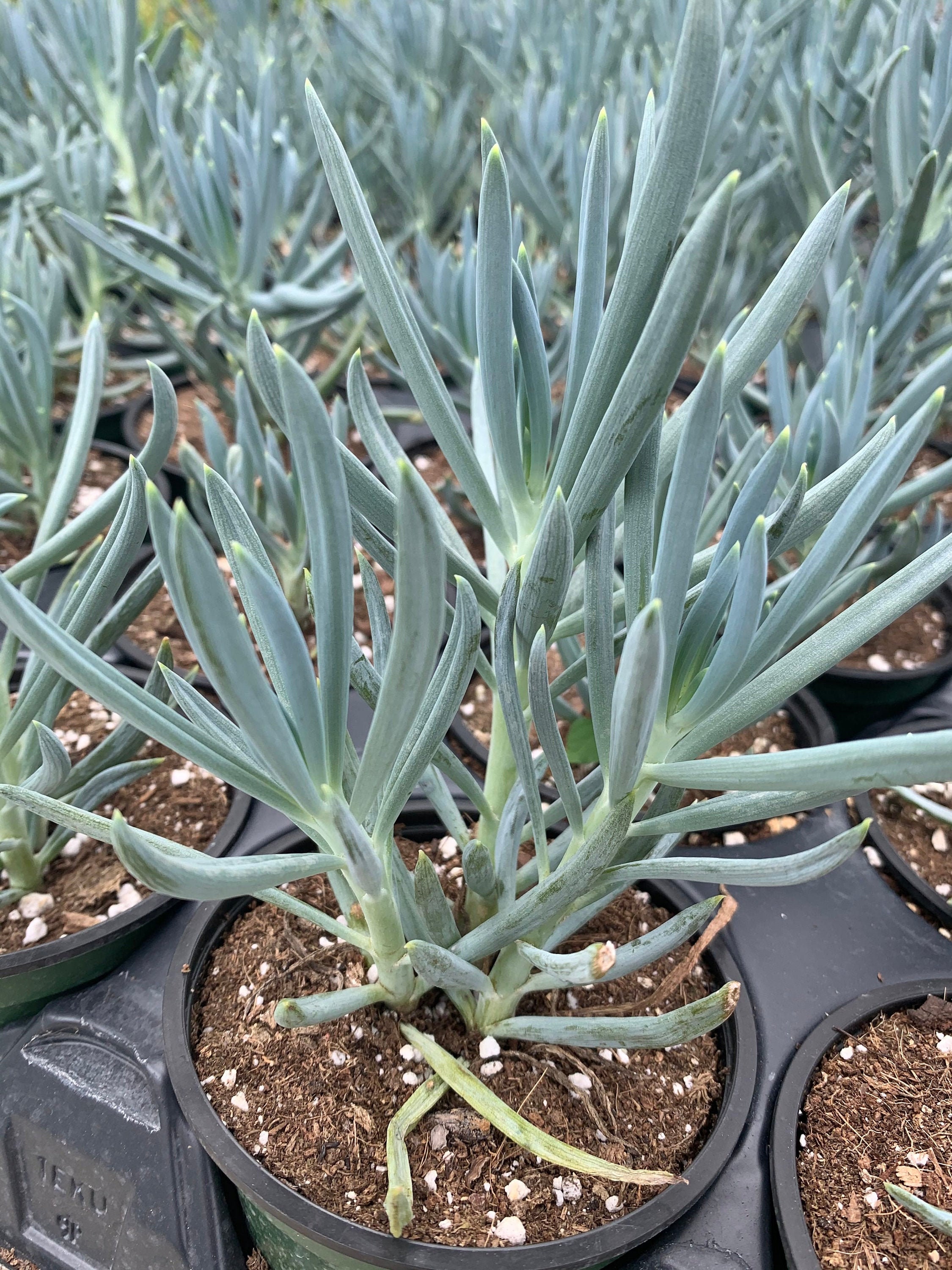 curio repens curio repens