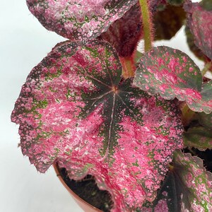 BubbleBlooms Harmony's Begonia Rex Assortment, Warm Colorful Summer, 4 inch, Set of 3, Painted-Leaf Begonia, Unique Homegrown Exclusive,