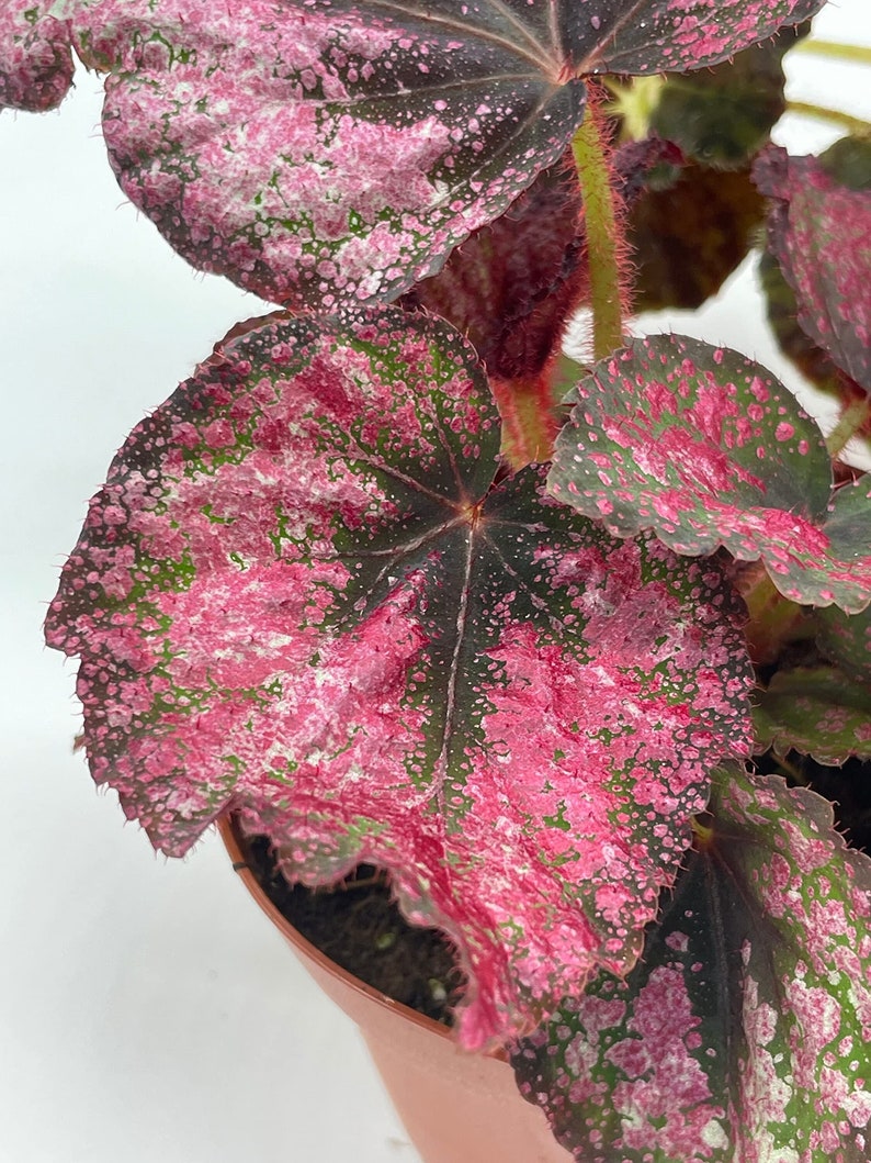 BubbleBlooms Harmony's Begonia Rex Assortment, Warm Colorful Summer, 4 inch, Set of 3, Painted-Leaf Begonia, Unique Homegrown Exclusive,