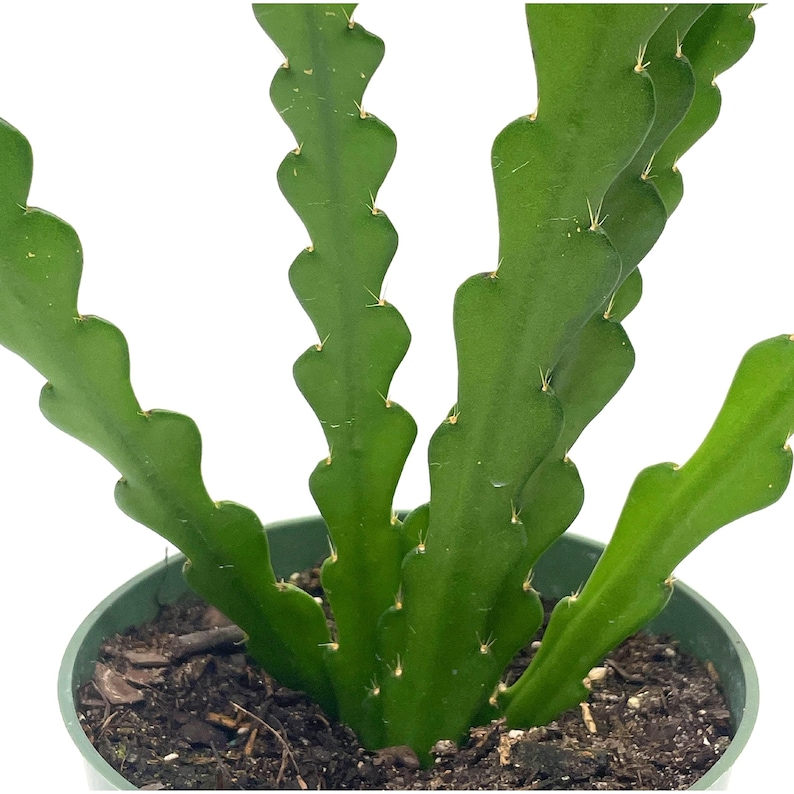 Fish Bone Climbing RIC Rac Cactus, 4 inch, weberocereus imitans