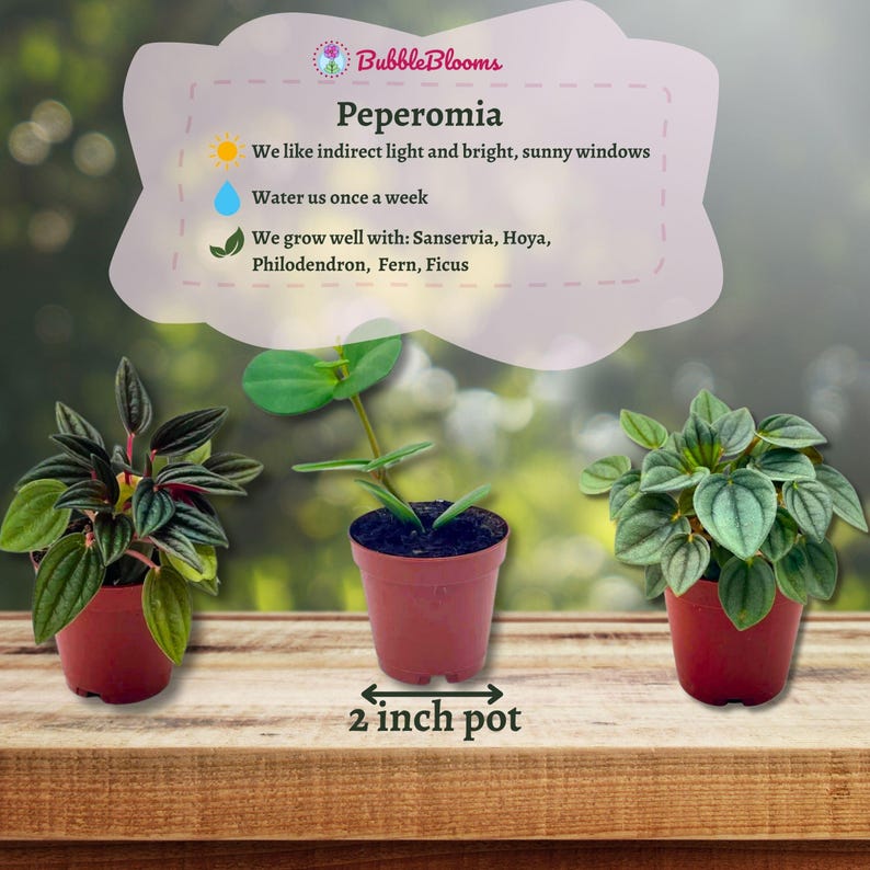 BubbleBlooms Peperomia Assortment - Thumbnail 4