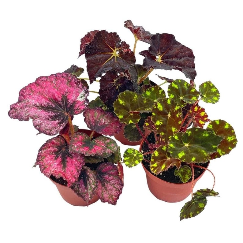 BubbleBlooms Harmony's Begonia Rex Assortment, Warm Colorful Summer, 4 inch, Set of 3, Painted-Leaf Begonia, Unique Homegrown Exclusive,