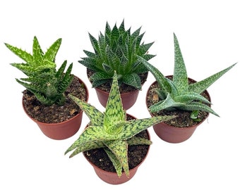 Aloe Variety Assortment, 3 inch pots, 4 Different Aloe Succulents