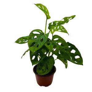 Monstera Adansonii, deliciosa, Swiss Cheese Plant, in a 4 inch pot, split-leaf philodendron